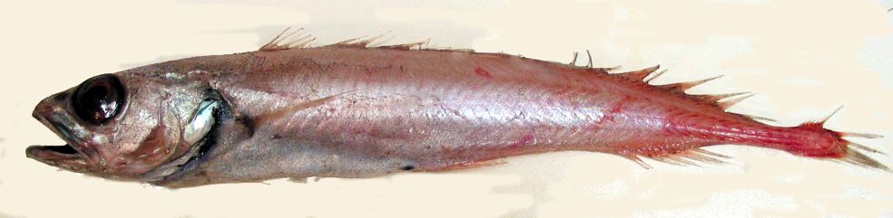 Halargyreus johnsonii_066667